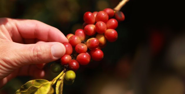 Ruta del Café, Chiapas