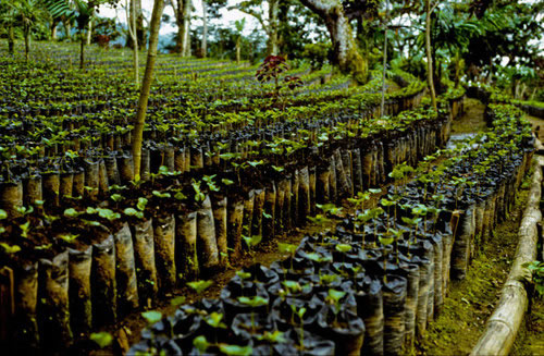 Ruta del Café, Chiapas