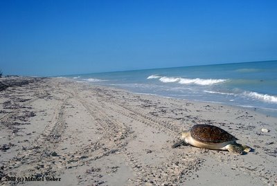 playa sabancuy, campeche