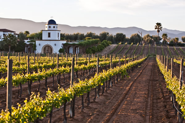 valle de guadalupe, baja california