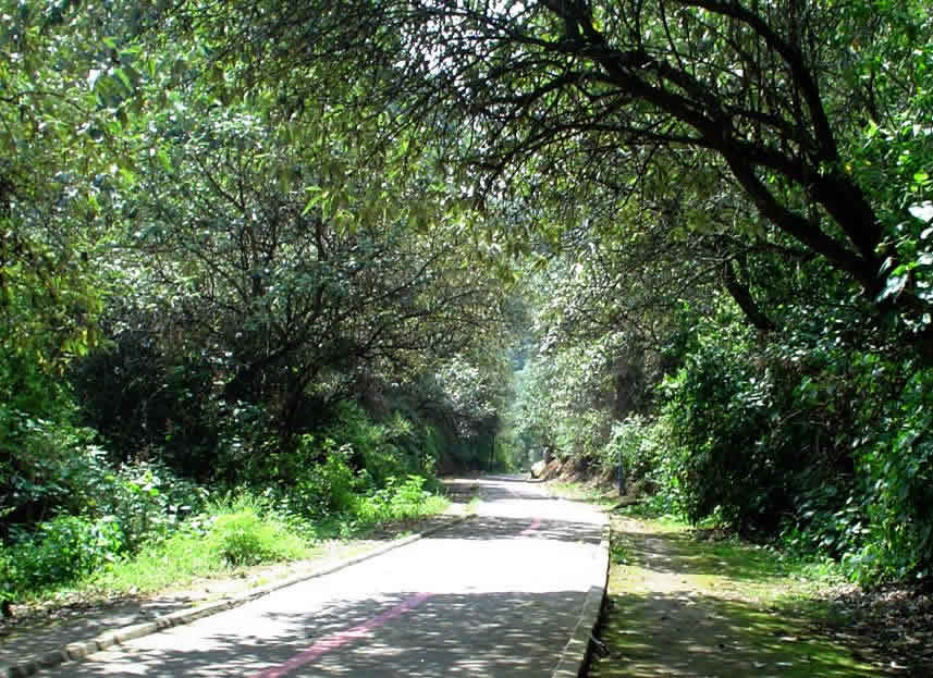 Bosque de Tlalpan, Ciudad de México