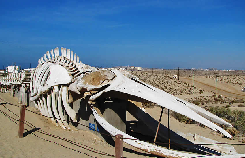 Centro Intercultural de Estudios de Desiertos y Océanos, Sonora