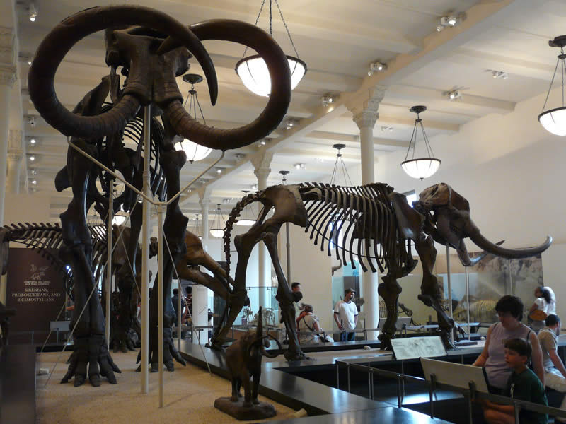 Museo de Historia Natural, Ciudad de México