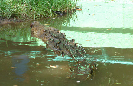 Pantanos de Centla, Tabasco