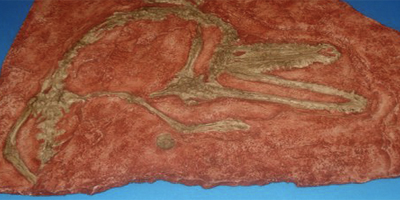 Museo de Paleontología de Tepeji, Puebla