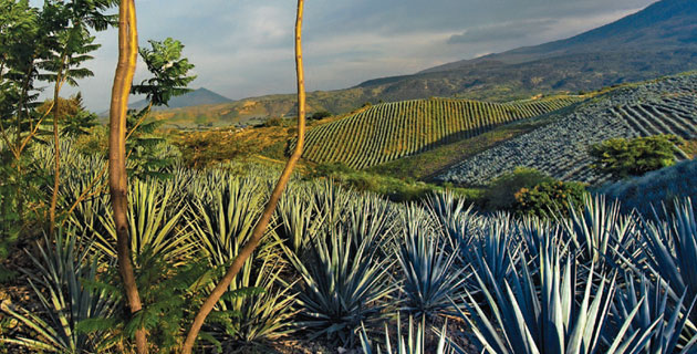 Tequila, Jalisco
