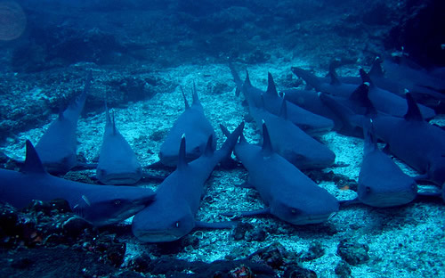 tiburones en Isla Tiburón