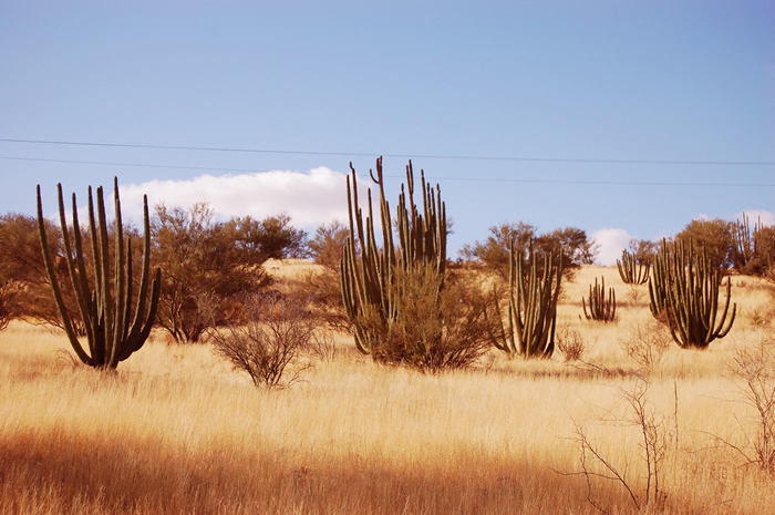 Hermosillo en Fotografías