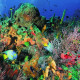 Arrecifes de Cozumel