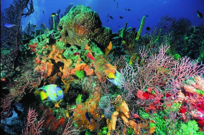 Arrecifes de Cozumel - TuriMexico Arrecifes de Cozumel - TuriMexico