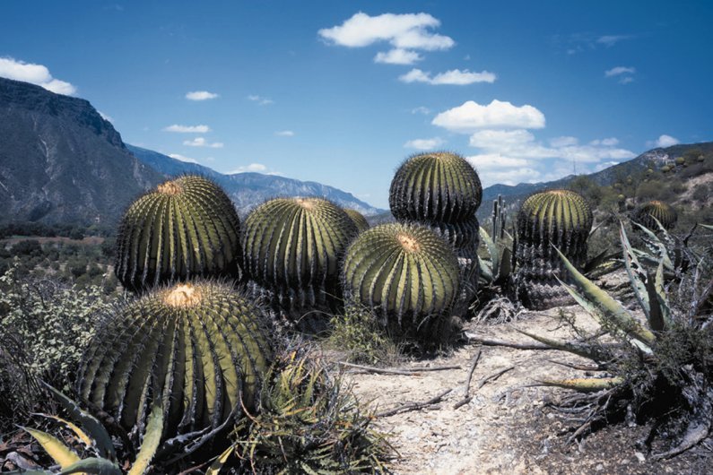 Barranca de Metztitlán