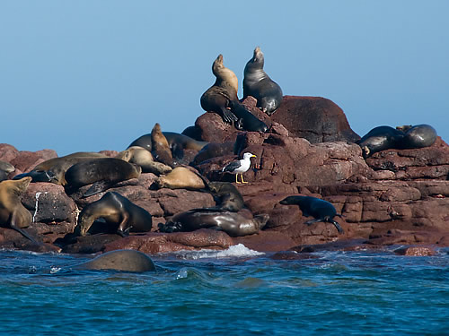 Guía de Baja California Sur