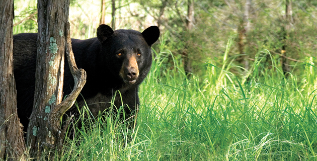Biodiversidad en las Barrancas del Cobre
