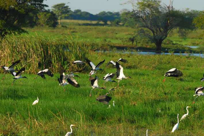 Pantanos de Centla