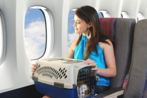 Condiciones para Volar con tu Mascota en la Cabina del Avión