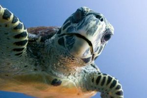 Conservación de Tortuga en Xel-Há