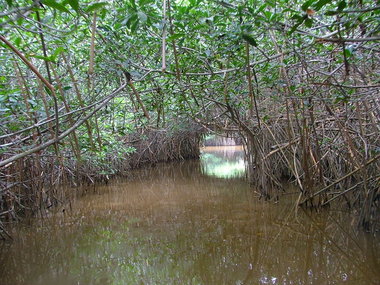 Estero Lagartos