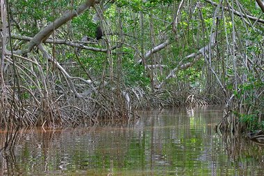 Estero Lagartos