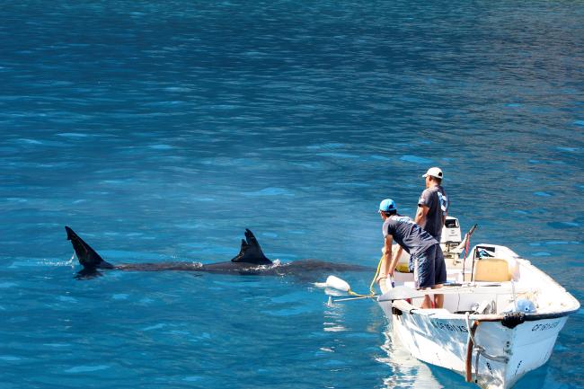 Isla Guadalupe