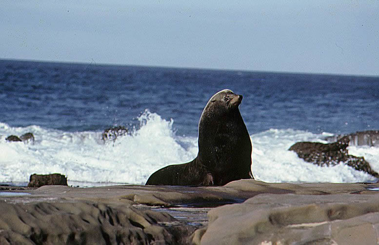 Lobo Fino de Guadalupe