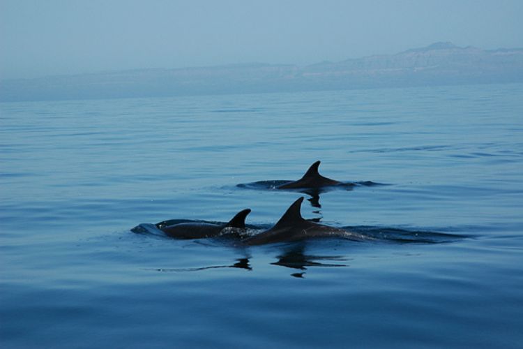 Sumergiéndonos en el Mar de Cortés