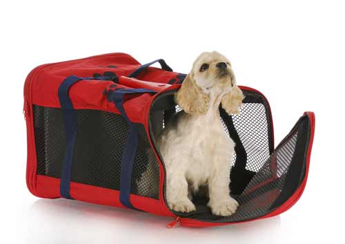 Condiciones para Volar con tu Mascota en la Cabina del Avión