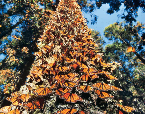 Mariposa Monarca