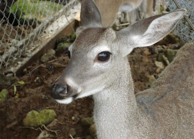 Nepopualco (Totolapan)