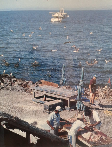 El Pardito en el Mar de Cortés