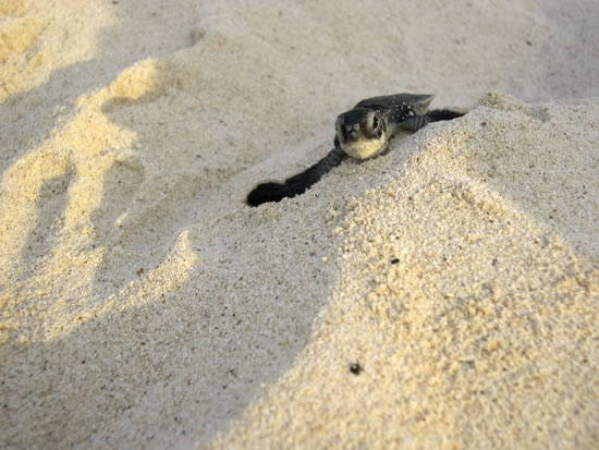 Conservación de Tortuga en Xel-Há