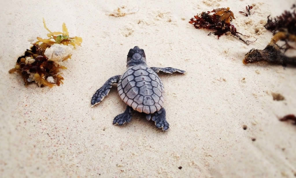 Conservación de Tortuga en Xel-Há