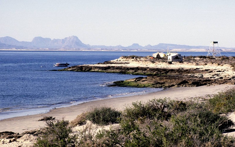 laguna san ignacio