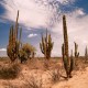 El Desierto de Sonora