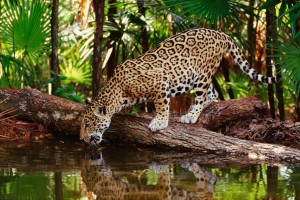 la selva lacandona