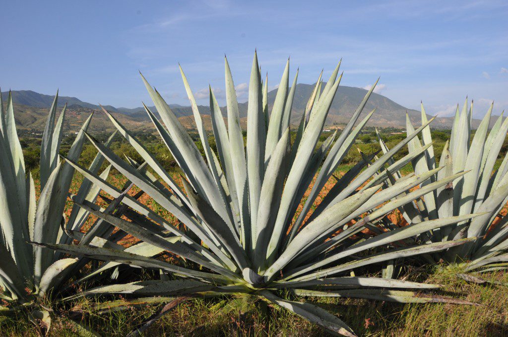 agave arroqueño
