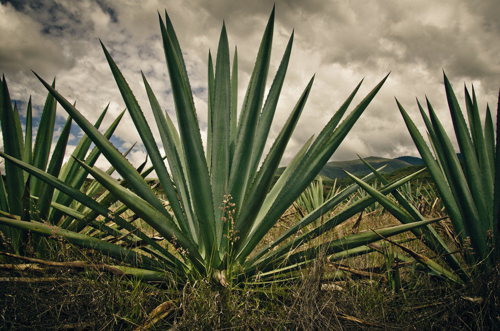 agave espadín