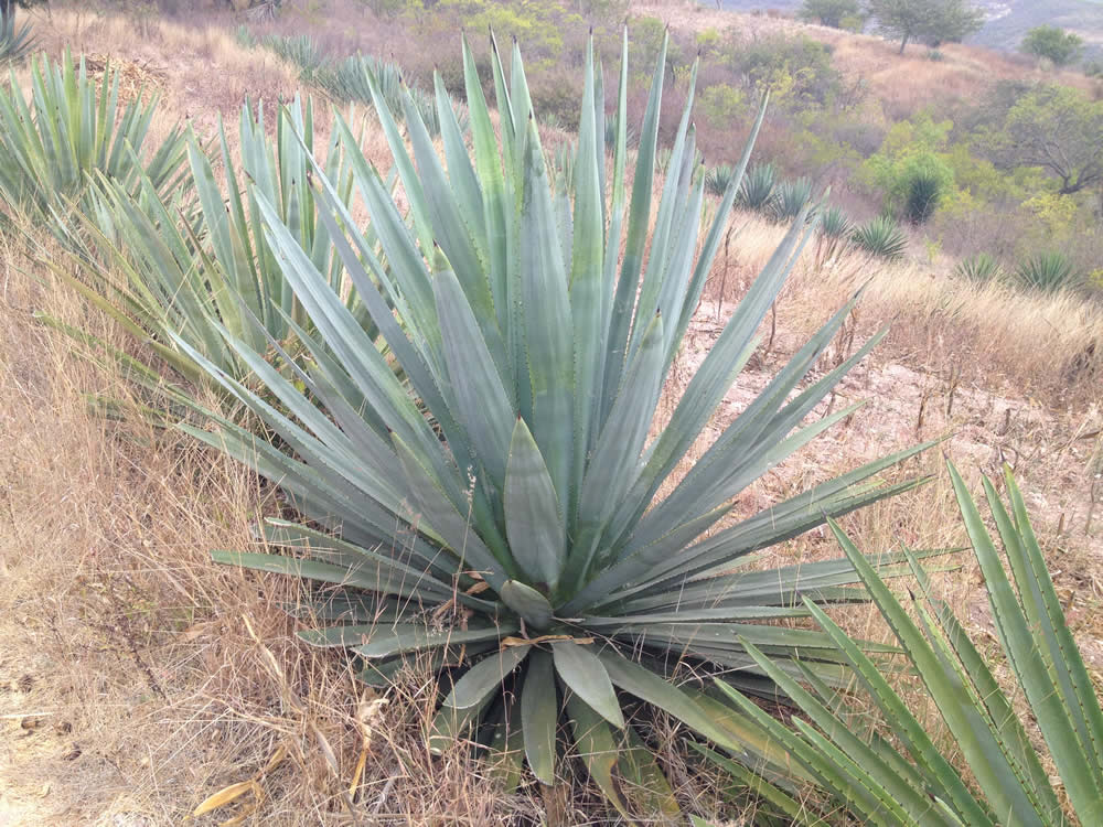 agave mexicano