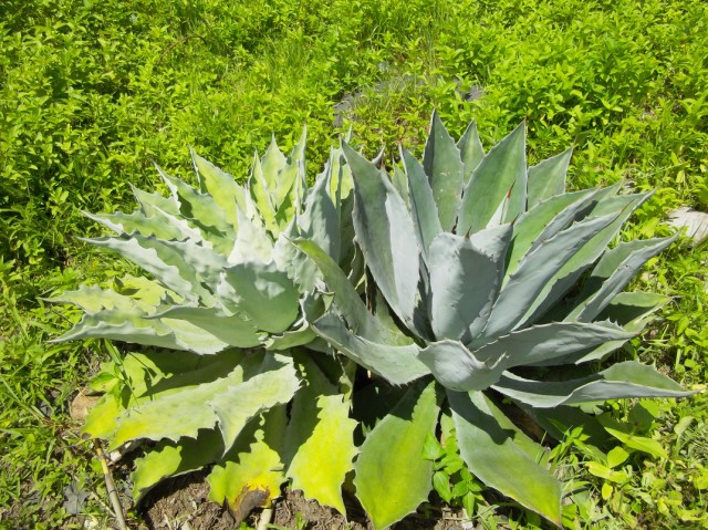 agave papalometl