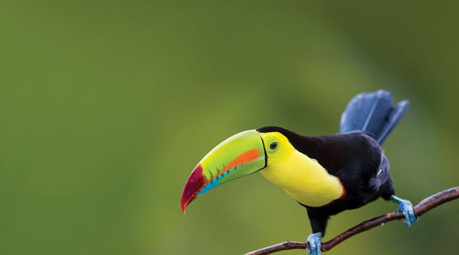 Biodiversidad en la Riviera Maya