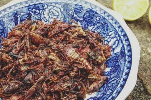 Insectos Mexicanos: un Manjar Nutritivo