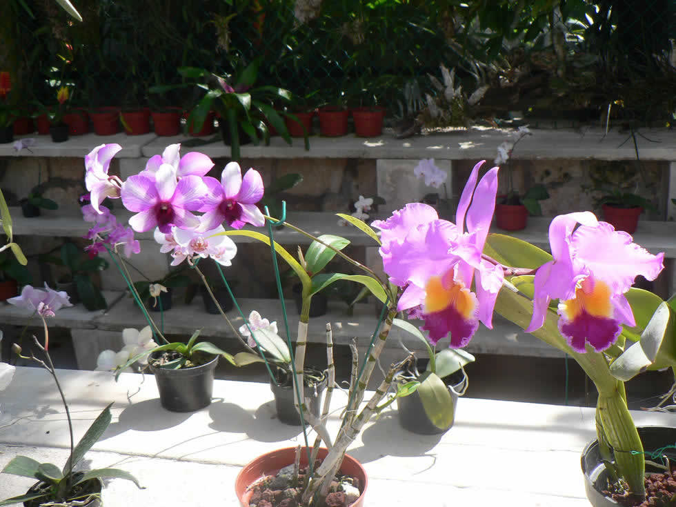 Orquídeas en Xcaret