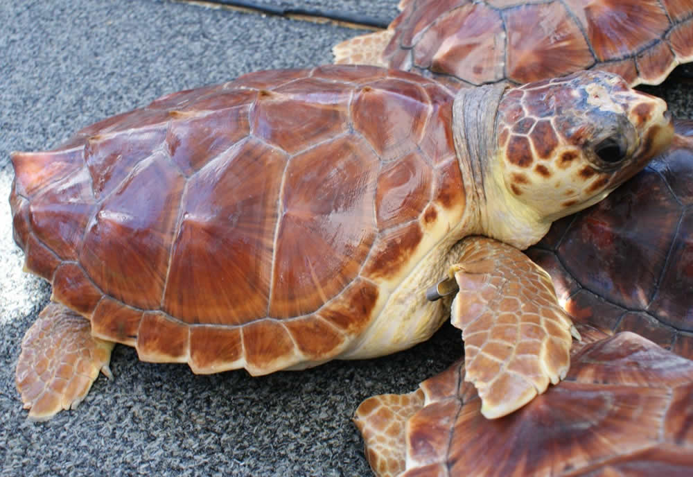 Programa de Conservación de Tortugas en Xcaret