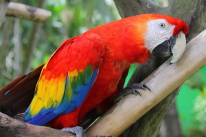 Programa de Reproducción de las Guacamayas