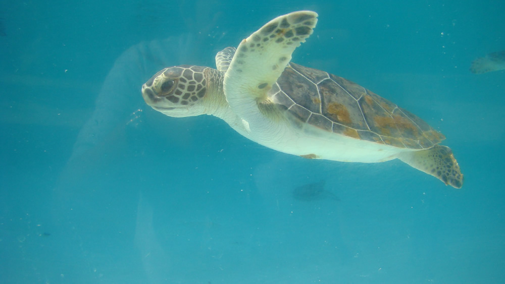 Tortugas Marinas en Xcaret