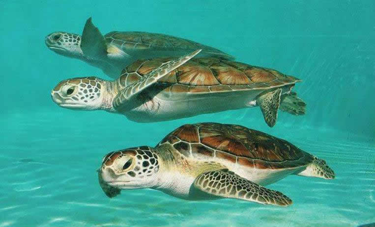 Tortugas Marinas en Xcaret
