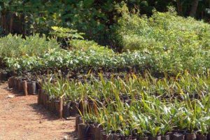 Trasplante de Árboles y Composta en Xcaret