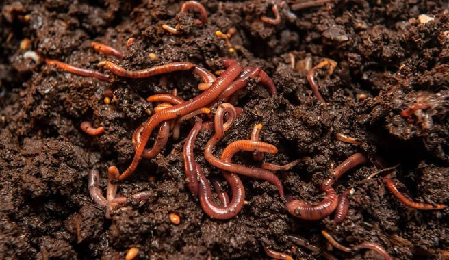 Trasplante de Árboles y Composta en Xcaret