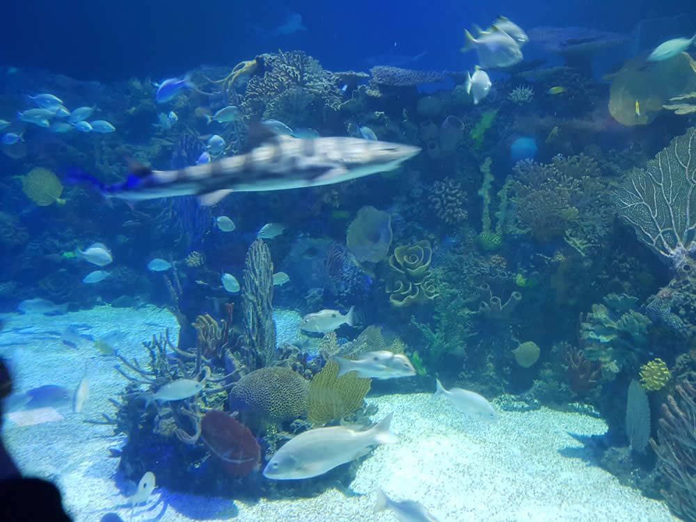 Acuario INBURSA en la Ciudad de México
