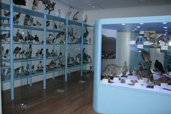 Museo de Historia Natural Alfredo Dugés en Guanajuato