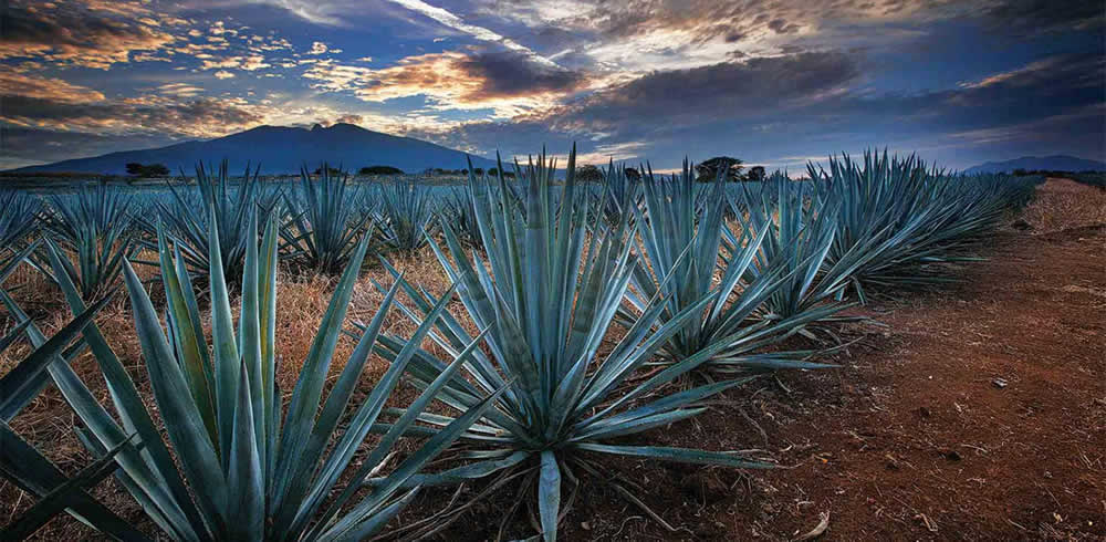 Recorriendo Tequila en Jalisco